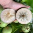 Vú sữa trắng loại 1, tươi ngon, VietGAP